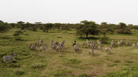 Herd-of-zebras-mixed-with-a-couple-of-wildebeests-running-in-between-the-trees-in-Serengeti-Valley,-Serengeti-National-Park,-Tanzania