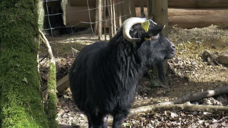 black-goat-close-up