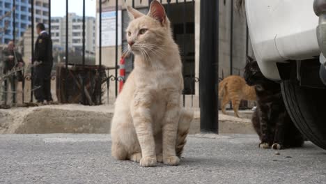 Cats-cautious-of-its-surroundings-streets-St-Julian’s-Malta-circa-March-2019