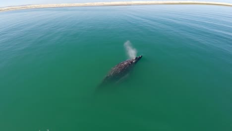 Aerial-drone-shot-of-a-Gray-Whale-with-her-calf-in-the-Ojo-de-Liebre-lagoon,-Biosphere-Reserve-of-El-Vizcaino,-Baja-California-Sur