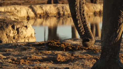 Close-up-profile-African-elephant-and-trunk-at-water-hole,-pan-down,-golden-hour