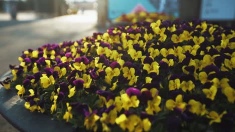 Frühlingsblumen-In-Voller-Blüte-In-Südkorea,-Die-Vom-Wind-Bewegt-Werden