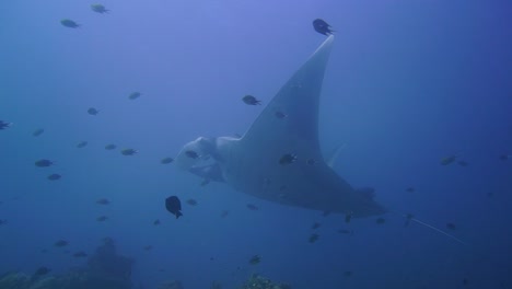 camera-panning-up-from-the-reef-to-a-manta-hovering-and-getting-cleaned