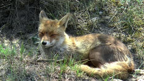 a-red-fox-lies-in-the-dunes-and-looks-around