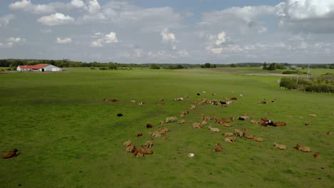 Luftaufnahmen-über-Dem-Feld-Mit-Kühen,-Nutztieren-Auf-Grünen-Weiden,-Einer-Wunderschönen-Sommerlandschaft-In-Einer-Natürlichen-Umgebung,-Ostpolen,-Aufgenommen-Von-Einer-Drohne