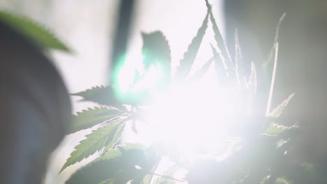Close-up-of-marijuana-leaves-blowing-in-the-wind-as-the-sun-creates-a-lens-flare-behind-them-in-slow-motion