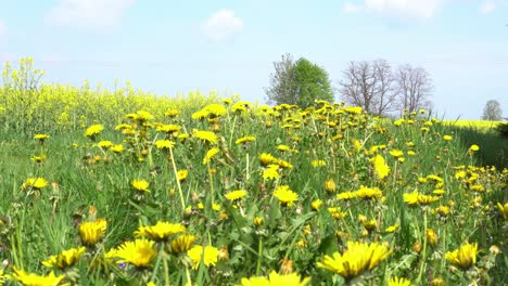Static-closeup-view-of-yellow-flowers-field