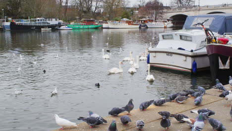 Swans-and-pigeons-on-a-river-with-houseboats