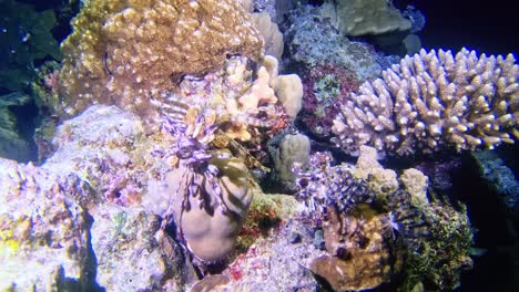 Criaturas-Marinas-En-El-Fondo-Del-Mar-De-Coral