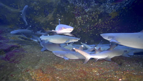 Una-Bandada-De-Tiburones-De-Punta-Plateada-En-Una-Cueva-Submarina