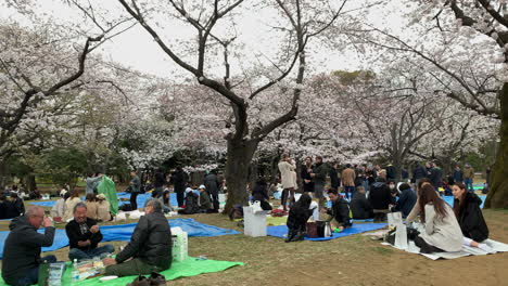 Groups-of-Japanese-people-under-the-cherry-trees-taking-pictures,-walking,-drinking-and-enjoy-a-picnic-at-Yoyogi-Park