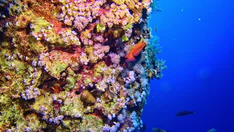 Nahaufnahme-Des-Unterwasserlebens-Am-Korallenriff