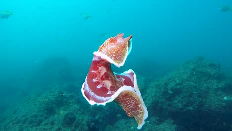 A-flamboyant-Nudibranch-sea-creature-Spanish-Dancer-swimming-vigorously-in-the-ocean-filmed-in-slow-motion