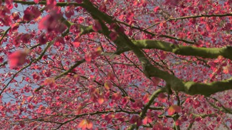 A-short-slow-motion-clip-of-fresh-blossoms-on-a-tree