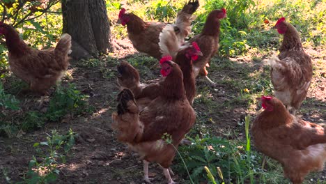 Group-of-free-range-farm-chickens-walking-around-in-shadow-underneath-tree-on-dirt-ground