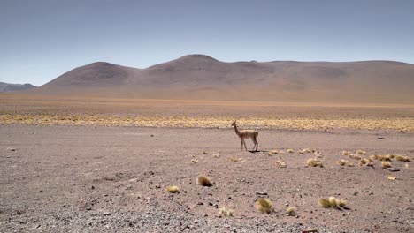 Lonely-vicuna,-wild-relatives-of-llamas,-grazing-on-the-flat-lands-of-Atacama-Desert