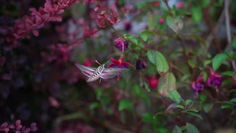 White-lined-hummingbird-moth-hovers-over-flowers-in-slow-motion