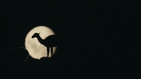 Guanaco-walking-in-front-of-the-moon