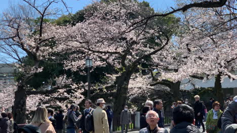 Touristen-Genießen-Die-Hanami-Saison-Im-Chidorigafuchi-Park-Mit-Kirschblüten-Vor-Dem-Eingang-Des-Kaiserpalastes