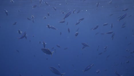 Kleine-Fische-Schwimmen-Knapp-Unter-Der-Meeresoberfläche-Mit-Sonnenstrahlen