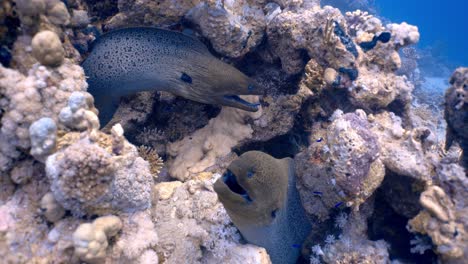 Bluestreak-cleaner-wrasse-eating-parasites-off-of-Giant-moray-eels