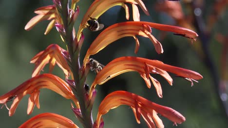 Honey-bees-hovering-and-crawling-over-a-beautiful-orange-and-red-flower