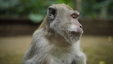 Slow-Motion-Handheld-shot-of-one-of-the-beautiful-Balinese-Long-Tailed-Monkeys-at-the-Sacred-Monkey-Forest-in-Bali,-Indonesia