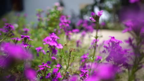 Slow-motion-close-up-shot-of-purple-or-magenta-flowers-in-garden,-butterfly-or-moth-flies-away-suddenly
