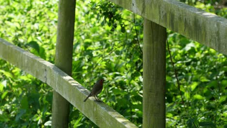 Wide-shot-of-a-Robin-perched-on-a-wooden-fence-looking-for-food