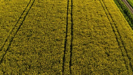 aerial-top-down-view-of-spring-yellow-flowers-in-a-small-village,-Field-of-rapeseed-in-full-flower,-countryside-switzerland