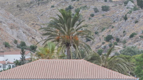 Palm-Tree-behind-a-house-Greek-Island