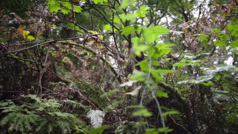 Oregon-forest-vegetation