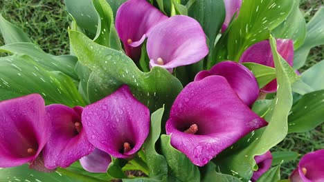 This-is-a-slow-motion-video-of-purple-or-pink-Calla-Lily-flowers-with-water-drops-on-them