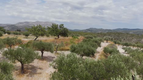Aerial:-Flying-backwards-with-drone-above-olive-plantation-in-greece