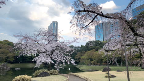 Ein-180-Grad-Panorama-Des-Isolierten-Sees-Des-Botanischen-Gartens-Koishikawa-Mit-Einem-Kirschblütenbaum