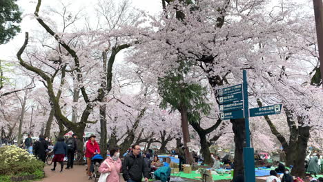 Panoramic-of-cherry-trees-fully-with-pink-blossoms-under-people-in-the-picnic