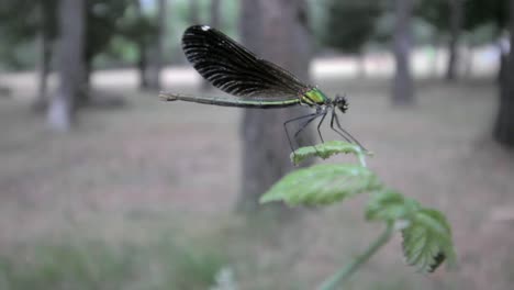 Nahaufnahme-Einer-Libelle-Auf-Einem-Blatt-In-Einem-Wald,-Die-Wegfliegt