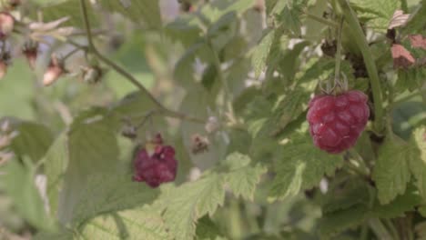 Raspberry-bush-with-ripe-fruit