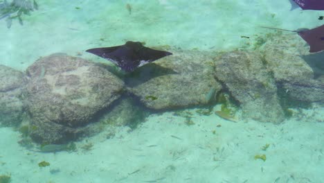 Ein-Mantarochen-Und-Ein-Paar-Haie-Schwimmen-über-Die-Felsen