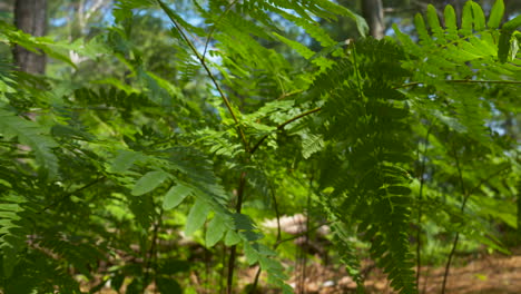 Dolly-shot-through-the-vibrant,-green,-fern-undergrowth-of-a-forest