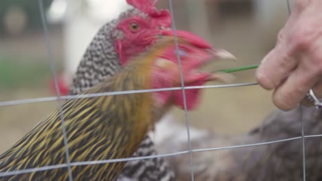 Chickens-Eating-Out-Of-Hand-Grass-in-4K-Slow-Motion