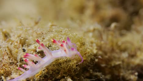 A-brightly-coloured-Nudibranch-crawling-along-the-ocean-floor
