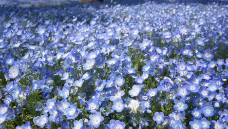 Feld-Der-Blauen-Nemophila-Blume-Im-Hibiya-Parkgarten-–-Tokio,-Japan-Im-Sommer,-Frühlingssonnenschein,-Tageszeit-–-4K-UHD-Videofilmmaterial-Kurz