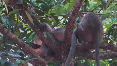 Macaque-Monkey-Sleeping-in-the-Jungle-Trees