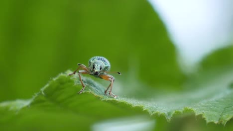 Macro-shot-of-a-beautiful-green-dotted-beetle-sitting-on-a-green-leaf-in-slow-motion
