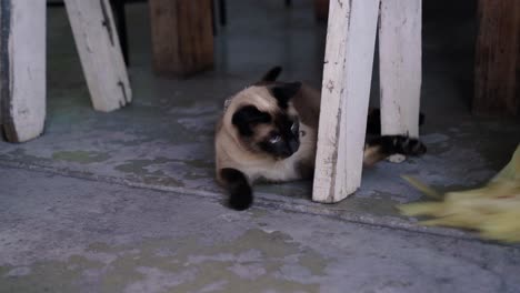 Siamese-cat-playing-with-his-toy