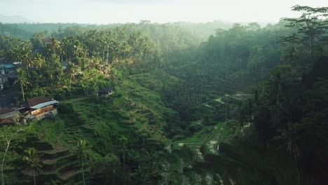 Filmación-De-Drones-Cinematográficos-Volando-A-Través-De-Las-Terrazas-De-Arroz-De-Tagellalang-En-Ubod,-Bali-Durante-El-Amanecer