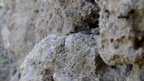Schwarze-Ameisen-Kriechen-Und-Tragen-Nahrung-Auf-Felsen-In-Der-Wildnis,-Makroaufnahme