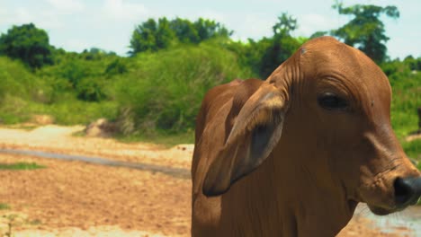 Close-up-of-brown-cow-outdoors-on-sunny-day-in-Thailand-looking-at-camera-licking-nose-with-long-tongue