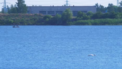 Group-of-mute-swans-swimming-at-lake-Liepaja-with-distant-fisherman-boat-in-background-in-beautiful-sunny-summer-day,-wide-shot